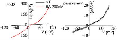 Unique responses of the fixed stoichiometric TRPC1–TRPC5 concatemer to G proteins